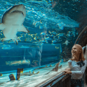 demo-attachment-107-showing-her-the-sharks-GHR4ZKN